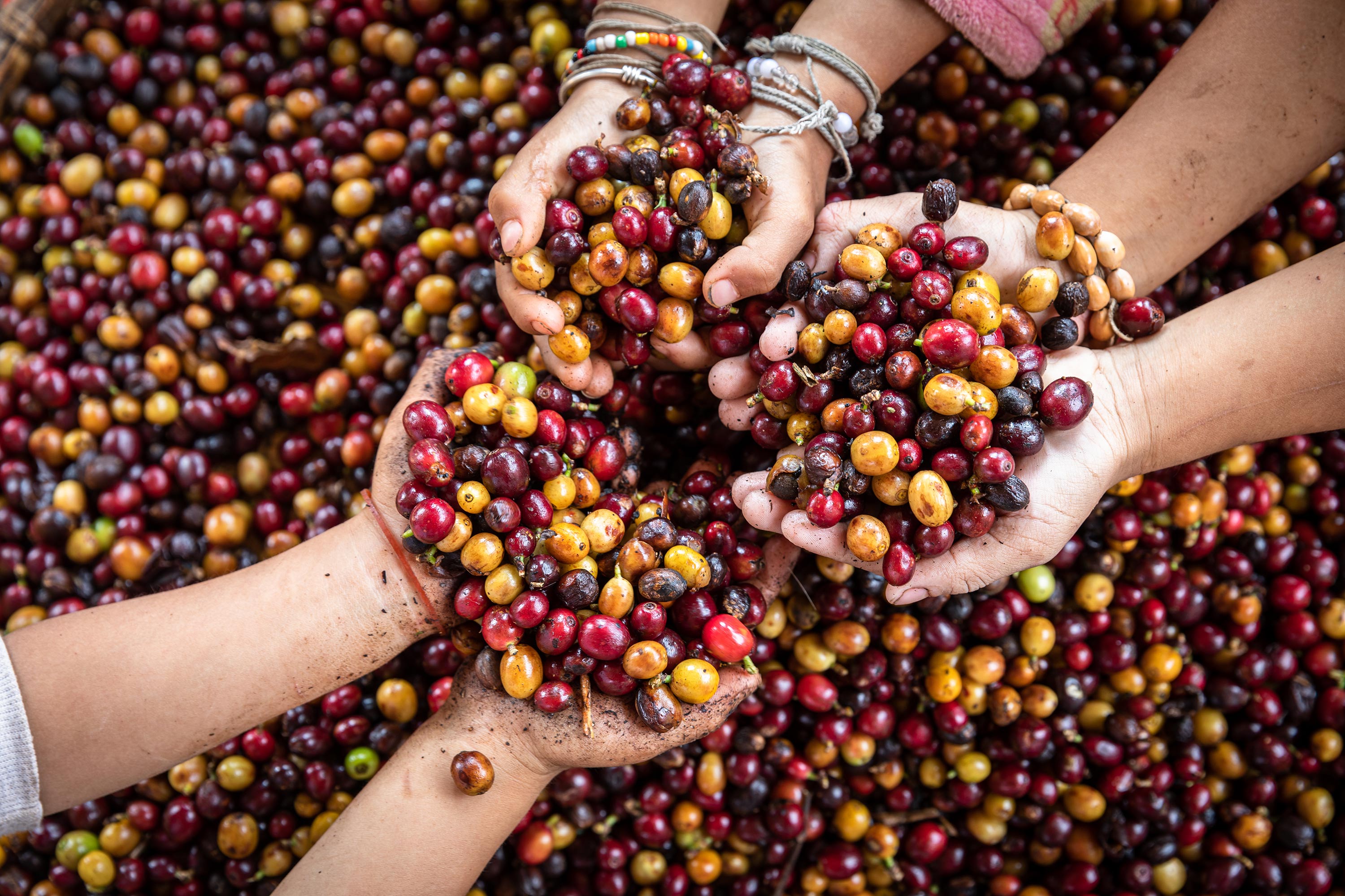 Coffea canephora